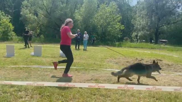 МОЛОДЫЕ СУКИ / КЧК ВЕЛИКИЙ НОВГОРОД 15 июня`25 В.Федоров Моно немецких овчарок