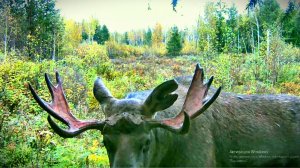 КОГО ПОЙМАЛА ЭТА ЛОВУШКА? ЖИЗНЬ СОЛОНЦОВАЯ.