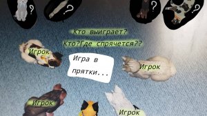 Прятки с Трескучим морозом и подпищиками во WC:UE! Коты-Воители roblo.