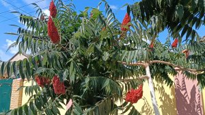 САМАЯ КРАСИВАЯ ПЕСНЯ О ЛЕТЕ