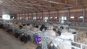 Можно ли скрещивать дорпера с другой породой