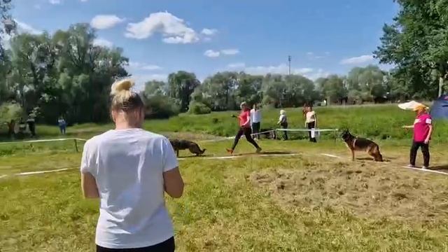 МОЛОДЫЕ СУКИ / КЧК ВЕЛИКИЙ НОВГОРОД 15 июня`25 В.Федоров Моно немецких овчарок