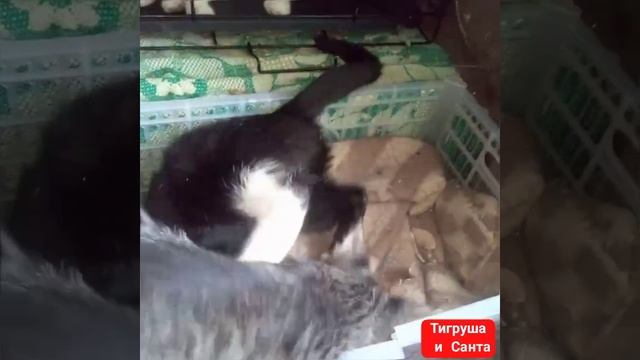 Совсем недавно- игривые котята . А во вторник у них уже стерилизация .
Выросли. Но характер тот же смотреть онлайн