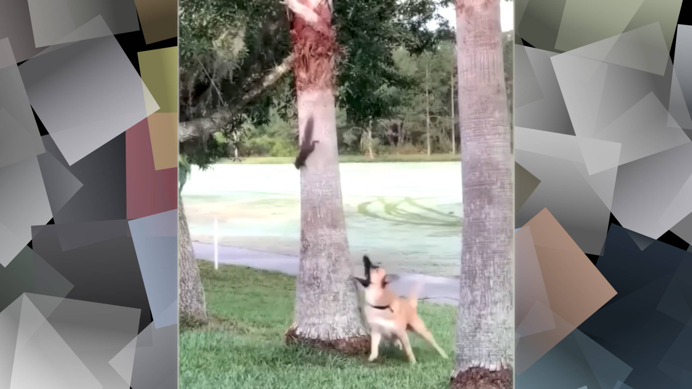 СМЕХ ДО СЛЕЗ: СМЕШНЫЕ ВИДЕО И ПРИКОЛЫ смотреть онлайн