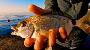 Сезон Крупного Ласкиря. Морская Рыбалка на Черном Море. Ловля Карася в Ялте.