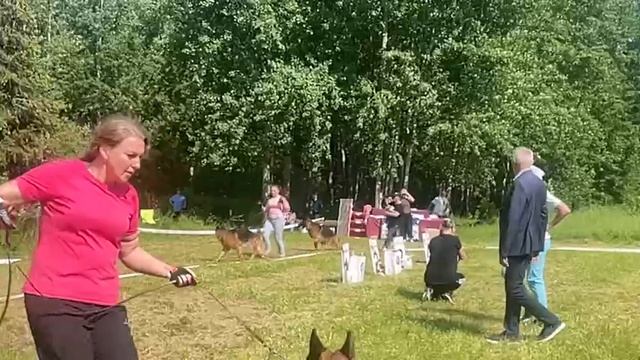 РАБОЧИЙ КОБЕЛИ / КЧК ВЕЛИКИЙ НОВГОРОД 15 июня`25 В.Федоров Моно немецких овчарок