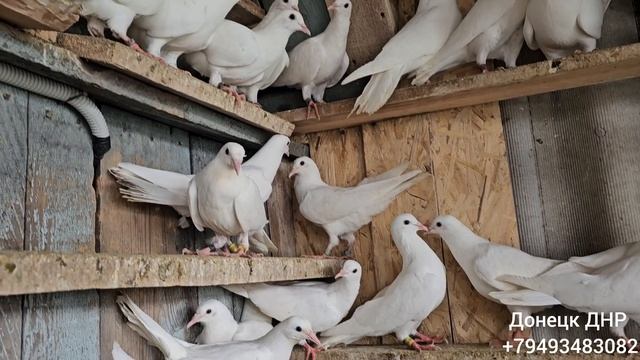 Белые Бакинцы (Донецк ДНР )