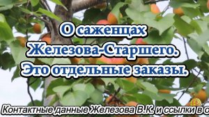 О саженцах Железова-Старшего. Это отдельные заказы.
