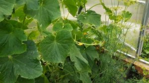 ЖУКИ НА 🍆 😔//НАЧАЛИ ДЕЛАТЬ АРКУ ДЛЯ РОЗЫ//СТОЛ ДЛЯ МАГАЛЬНОЙ ЗОНЫ//