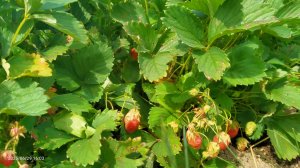 Первая ягода