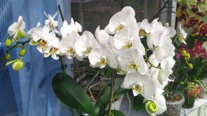 Новые орхидеи. Фаленопсис Бабочка Урал. Домашние цветение орхидей.