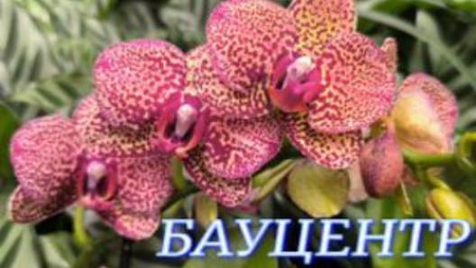 №1095/ Лето КАКТУСОВ и ОРХИДЕИ в БАУЦЕНТРЕ на Селезнёва смотреть онлайн