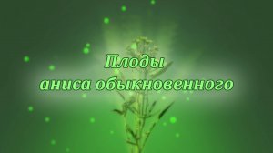 Плоды аниса обыкновенного