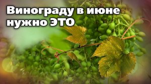 Работы в винограднике в июне. Их мало, но они важные