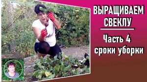 Выращиваие свеклы. Часть 4. Урожай свеклы готов. Когда выкапывать свеклу