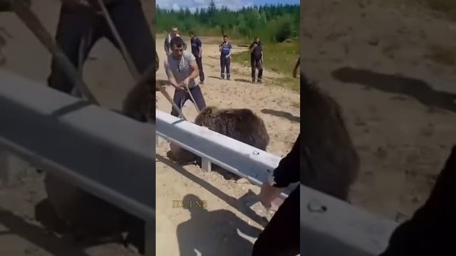 «Ну все, миха! А теперь — разбегаемся!»: Жители казахстанского города Риддер спасли медведя с застр смотреть онлайн