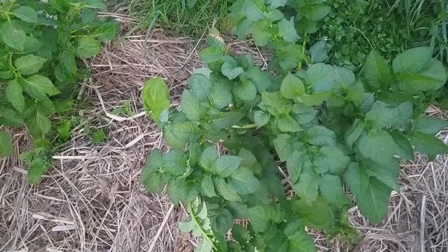 Вот что будет, если обработать картофель дёгтем с водой пропорции 1 к 2 (высокая концентрация)