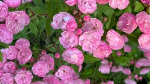 Роза мускусная Хэвенли Пинк