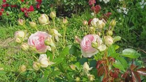 Мой совсем не идеальный сад #сад #розы #цветы #растения #лето #цветениероз #сортароз #прогулкапосаду