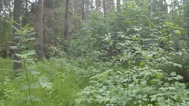 Гуляю в Лесу