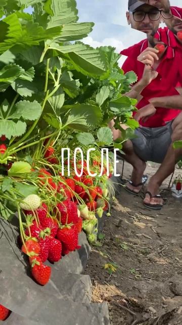 Супер урожай клубники ,с чего начинается