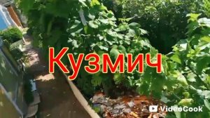 Наш виноградник