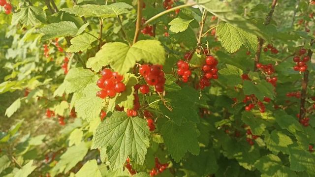 Еду на дачу!) смотреть онлайн