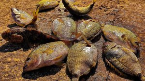 Лучшая Наживка для Карася. Ласкири БОГАТЫРИ. Морская Рыбалка в Ялте.