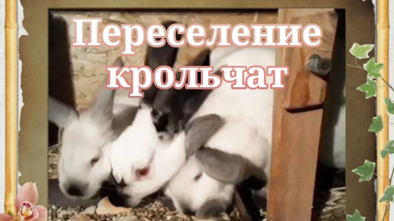 Переселение крольчат. 🐇🐇🐇 смотреть онлайн