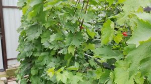 Мильдью на винограднике!!! 🍇🍇🍇 Что делать??? Telegram, WhatsApp и Vlber +79528500417.