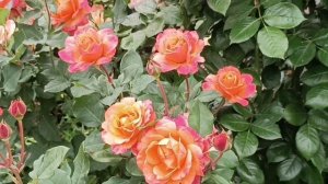 роза Пьер Де Ронсар и ДР.