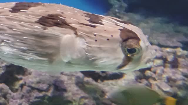 ДЕФИЛЕ смотреть онлайн