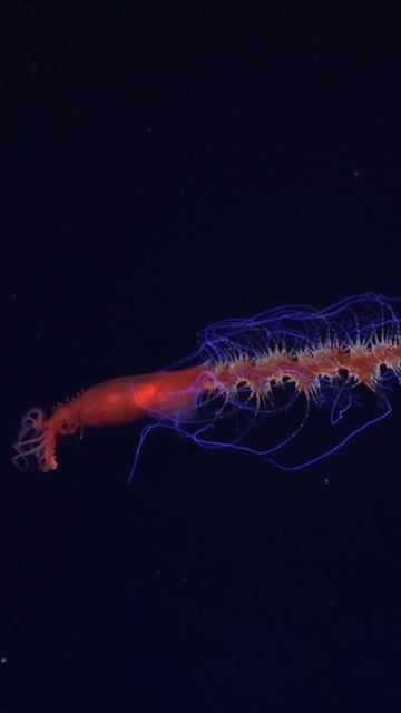 Призрак глубин: таинственный кальмар, который светится в вечной темноте смотреть онлайн