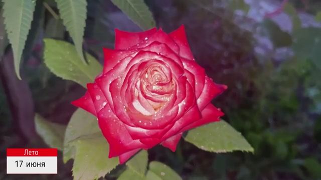 А-ля сад! Дневник наблюдений. Часть девятая. смотреть онлайн