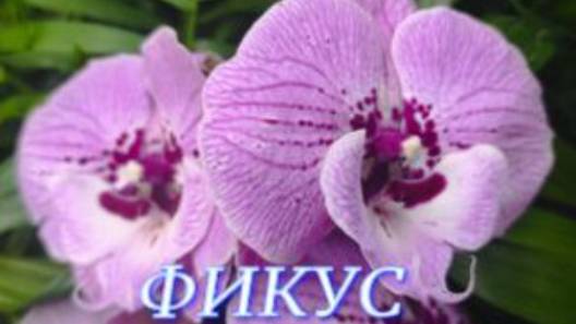 №1096/ СВЕЖИЕ красивые ОРХИДЕИ в маг. ФИКУС смотреть онлайн