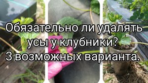 Обязательно ли удалять усы? 3 возможных варианта