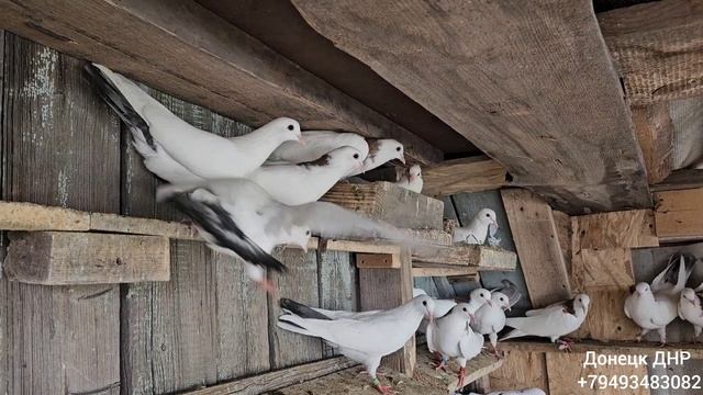 Бакинские шейки, перки 
(Донецк ДНР)