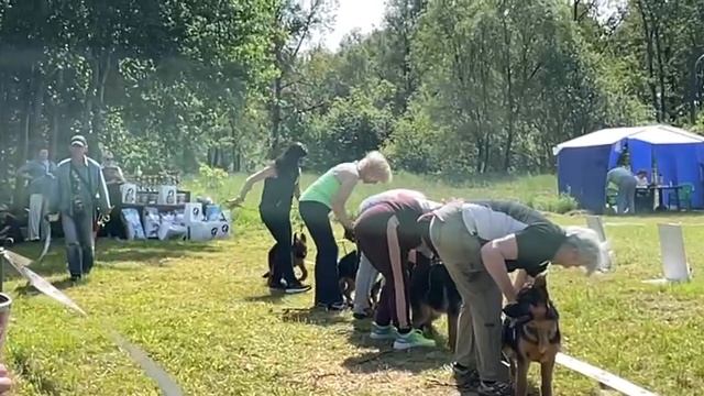 БЕБИ СУКИ / КЧК ВЕЛИКИЙ НОВГОРОД 15 июня`25 В.Федоров Моно немецких овчарок