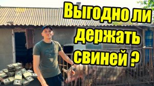 Выгодно ли свиноводство?