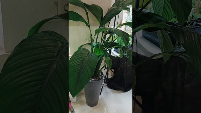 Botanical Expo краткий обзор первого дня. Стенд с орхидеями. смотреть онлайн