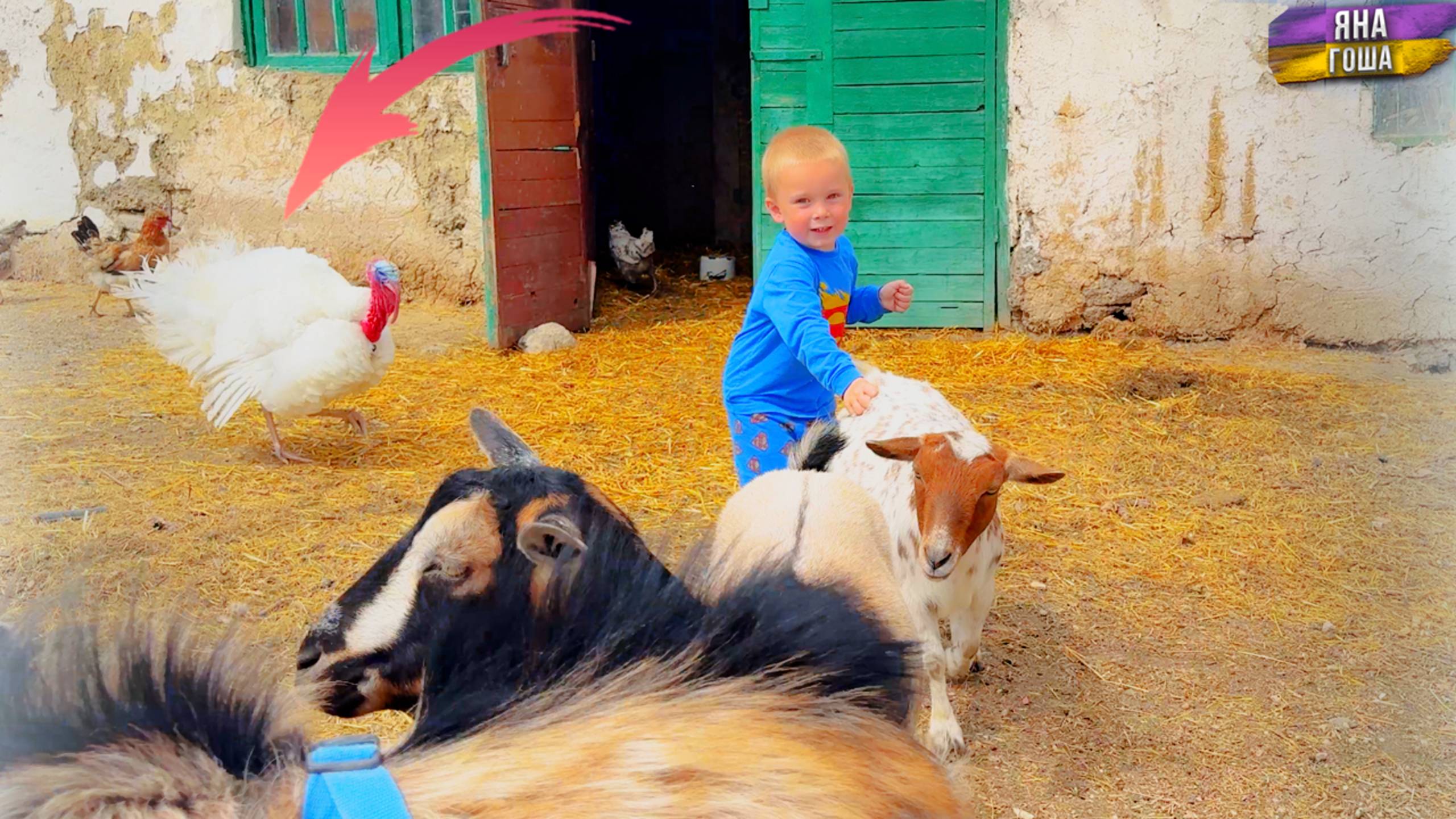 Индюк - офигел! Стал проявлять агрессию? Козёл дал себя потрогать! Индюшка села на яйца! смотреть онлайн