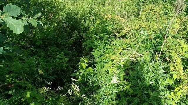 Первый велопоход 4 (27.06.25). Место для лагеря