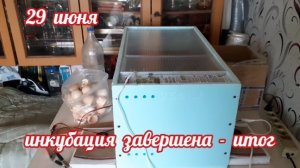 Бройлер кобб 500 -  вывод с хорошим результатом