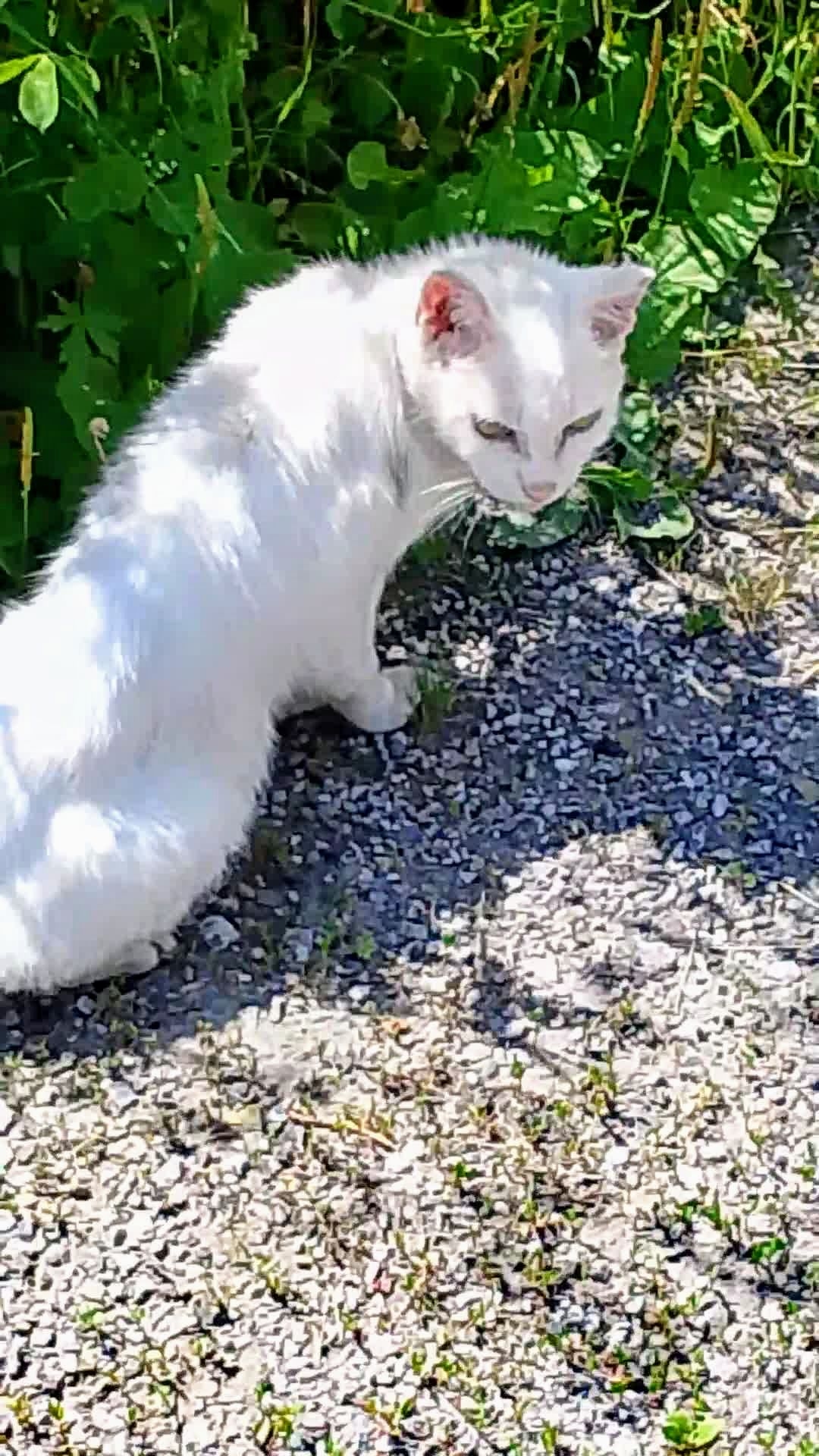 Мысли прогульщицы. 😻😁 Юмор с животными смотреть онлайн