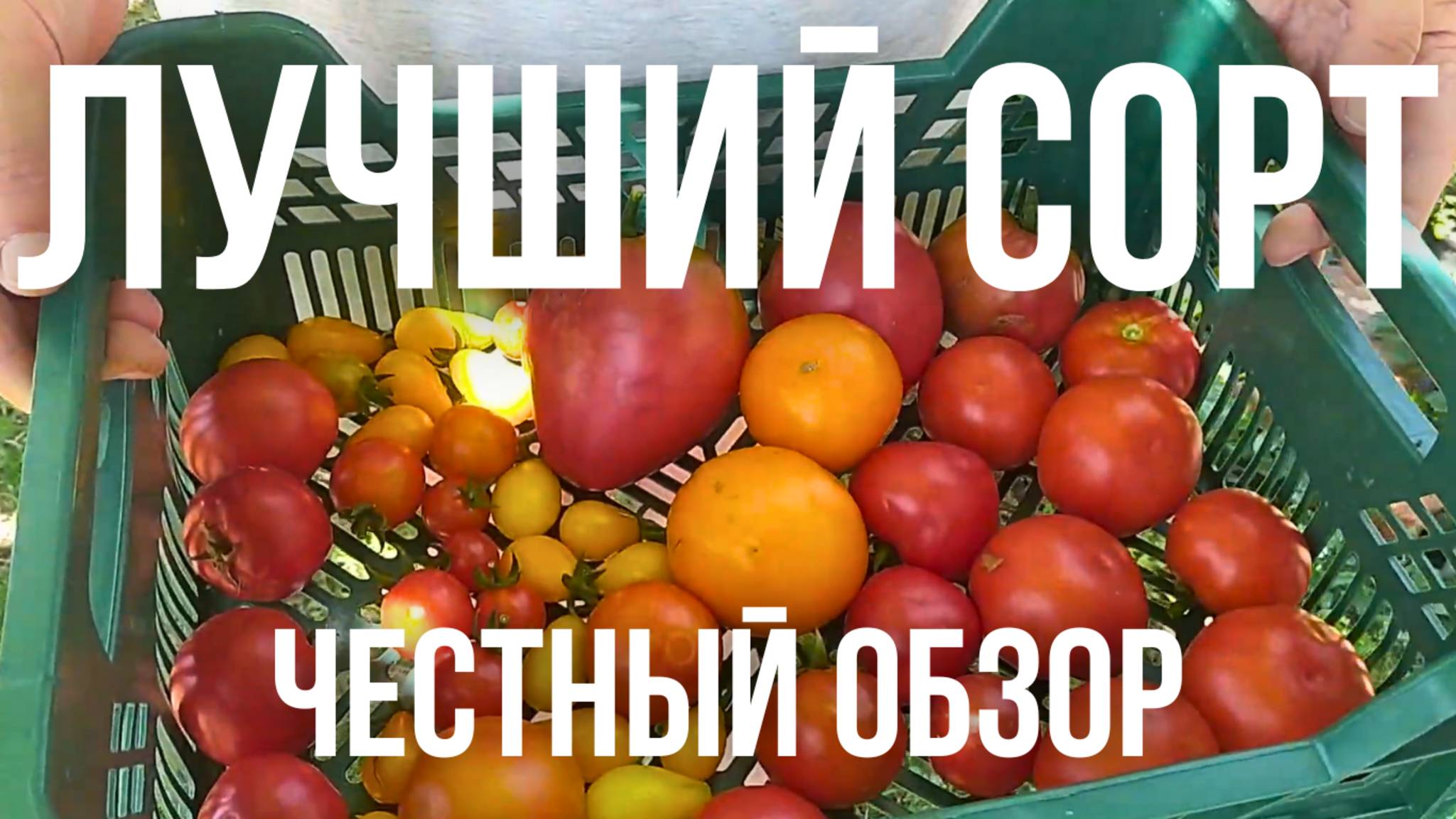 Первые Помидоры в этом году Лучшие сорта с хорошим урожаем смотреть онлайн