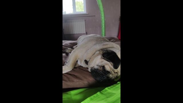 МОПС ХРАПИТ КАК ТРАКТОР! 😱 Вы не уснёте после этого! (Не для слабонервных) смотреть онлайн