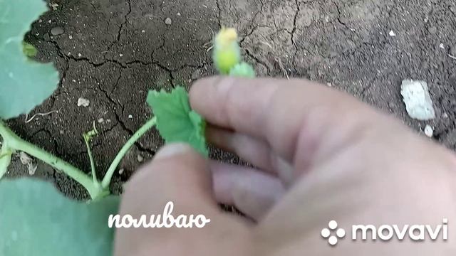 поливаю в две поливалки и про огород/полив/огород/ смотреть онлайн