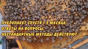пчеловодство, пчелопакет спустя 1.5 месяца, ответы на вопросы, нестандартные методы действуют