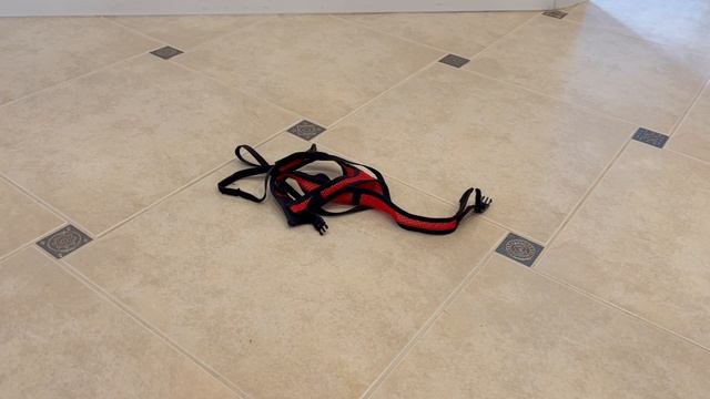 Кот, умный как собака. смотреть онлайн