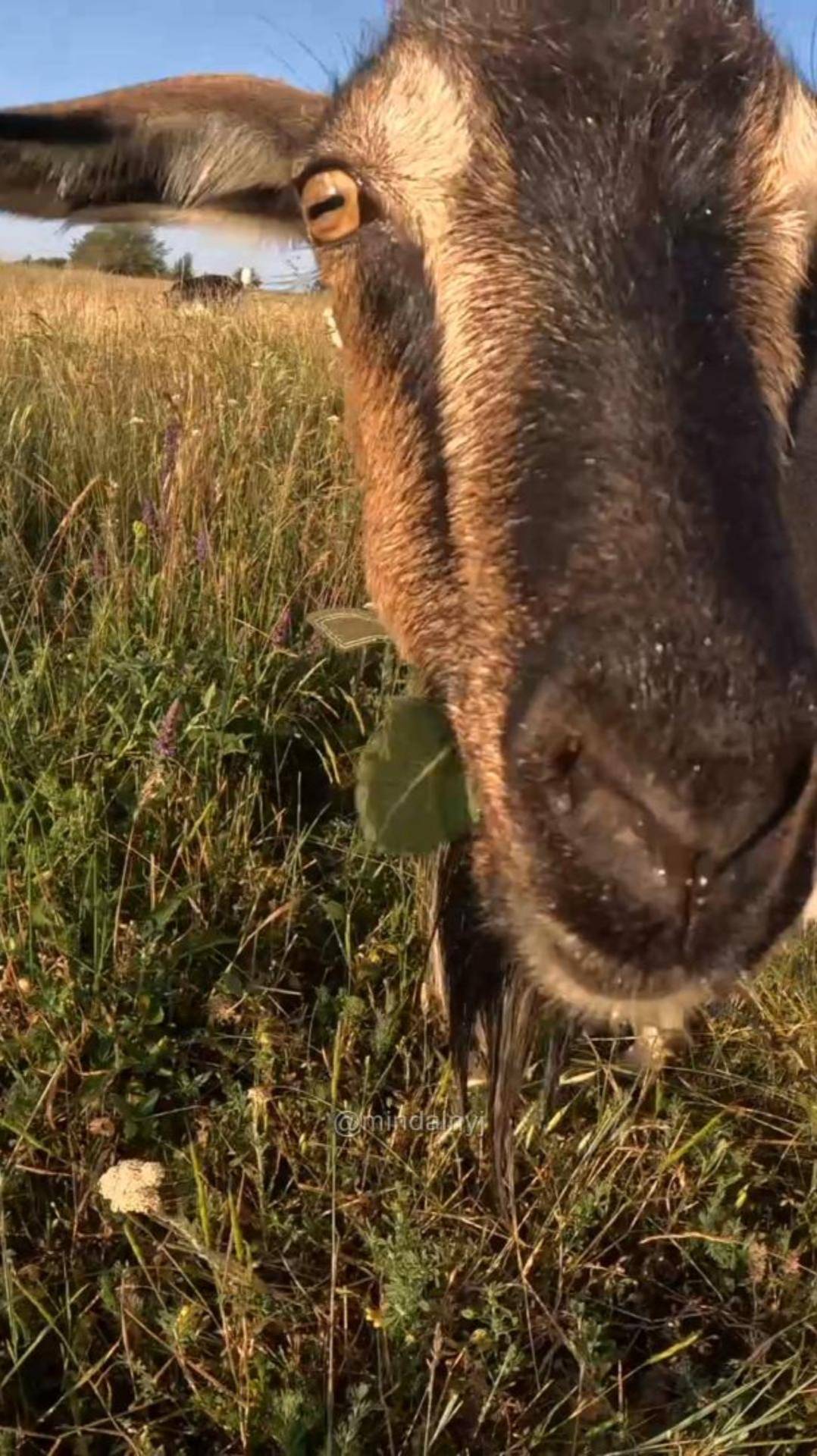 Козы пасутся